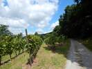 Bilder zur Rundweg Wanderung Miltenberg, Kloster Engelberg, Großheubach, Schloss Löwenstein