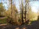 Bilder zu Wispertalsteig Premiumwanderweg im Naturpark Rhein-Taunus