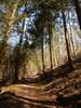 Bilder zu Wispertalsteig Premiumwanderweg im Naturpark Rhein-Taunus