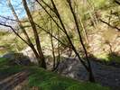 Bilder zu Wispertalsteig Premiumwanderweg im Naturpark Rhein-Taunus