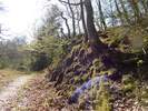 Bilder zu Wispertalsteig Premiumwanderweg im Naturpark Rhein-Taunus