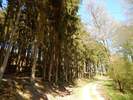 Bilder zu Wispertalsteig Premiumwanderweg im Naturpark Rhein-Taunus