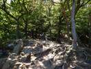 Bilder zu Rundweg Morgenbachtal über Soonwaldsteig und RheinBurgenWeg