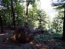 Bilder zu Rundweg Morgenbachtal über Soonwaldsteig und RheinBurgenWeg