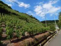 Collis-Steilpfad mit Klettersteig über Zell an der Mosel