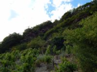 Collis-Steilpfad mit Klettersteig über Zell an der Mosel